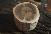 Polished Petrified Wood Branch Pieces x 3 From Gokwe, Zimbabwe - Toprock Gemstones and Minerals 