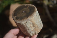 Polished Petrified Wood Branch Pieces x 3 From Gokwe, Zimbabwe - Toprock Gemstones and Minerals 