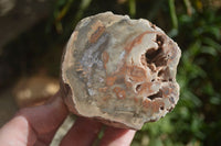 Polished Petrified Wood Branch Pieces x 3 From Gokwe, Zimbabwe - Toprock Gemstones and Minerals 