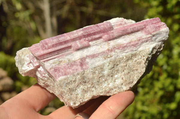 Natural Pink Rubellite Tourmaline Crystals In Schist  x 3 From Karibib, Namibia - TopRock
