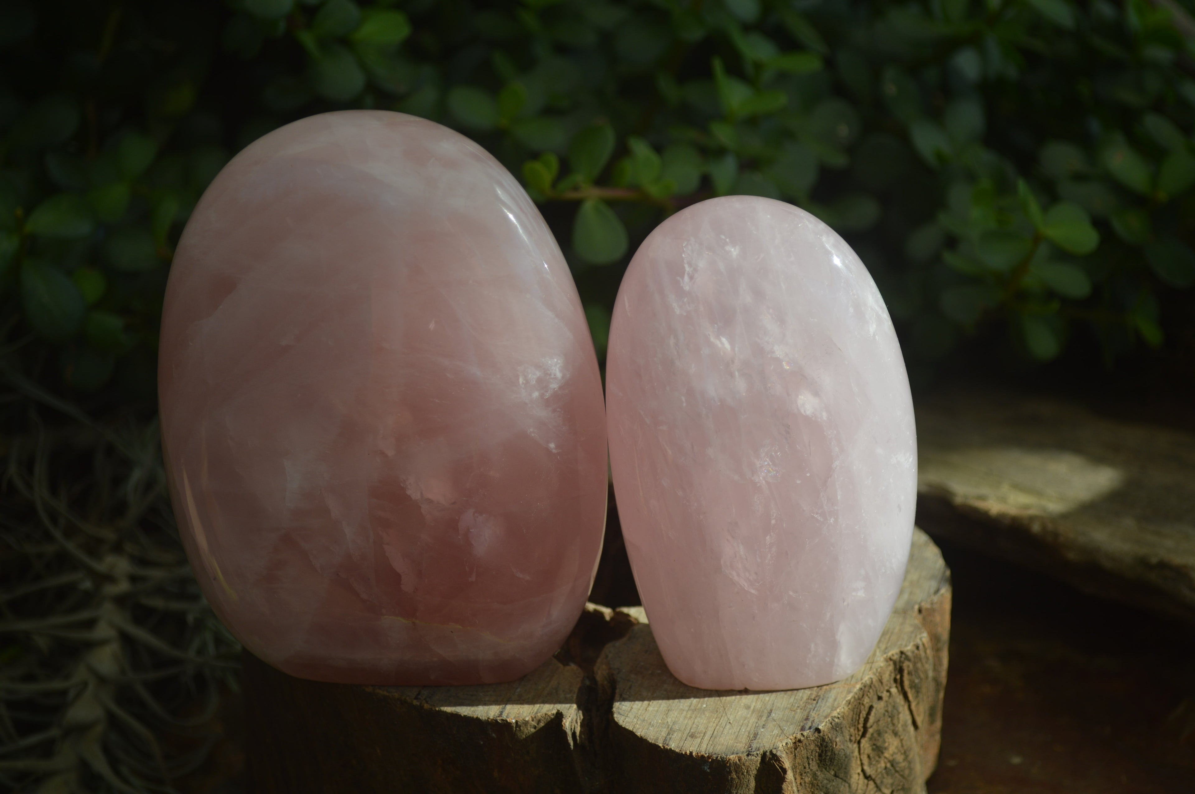 Polished Pink Rose Quartz Standing Free Forms x 2 From Antsirabe, Madagascar - Toprock Gemstones and Minerals 