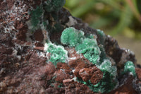 Natural Drusy Coated Ball Malachite On Dolomite Specimen  x 1 From Likasi, Congo - Toprock Gemstones and Minerals 