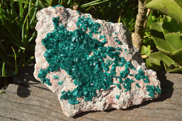 Natural XXL Dioptase Specimen With Double Sided Emerald Green Crystals x 1 From Congo - TopRock