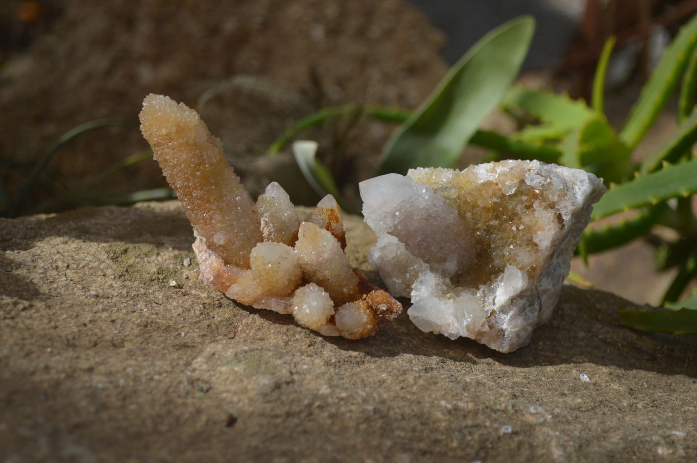 Natural Spirit Quartz Clusters x 9 From Boekenhouthoek, South Africa - Toprock Gemstones and Minerals 