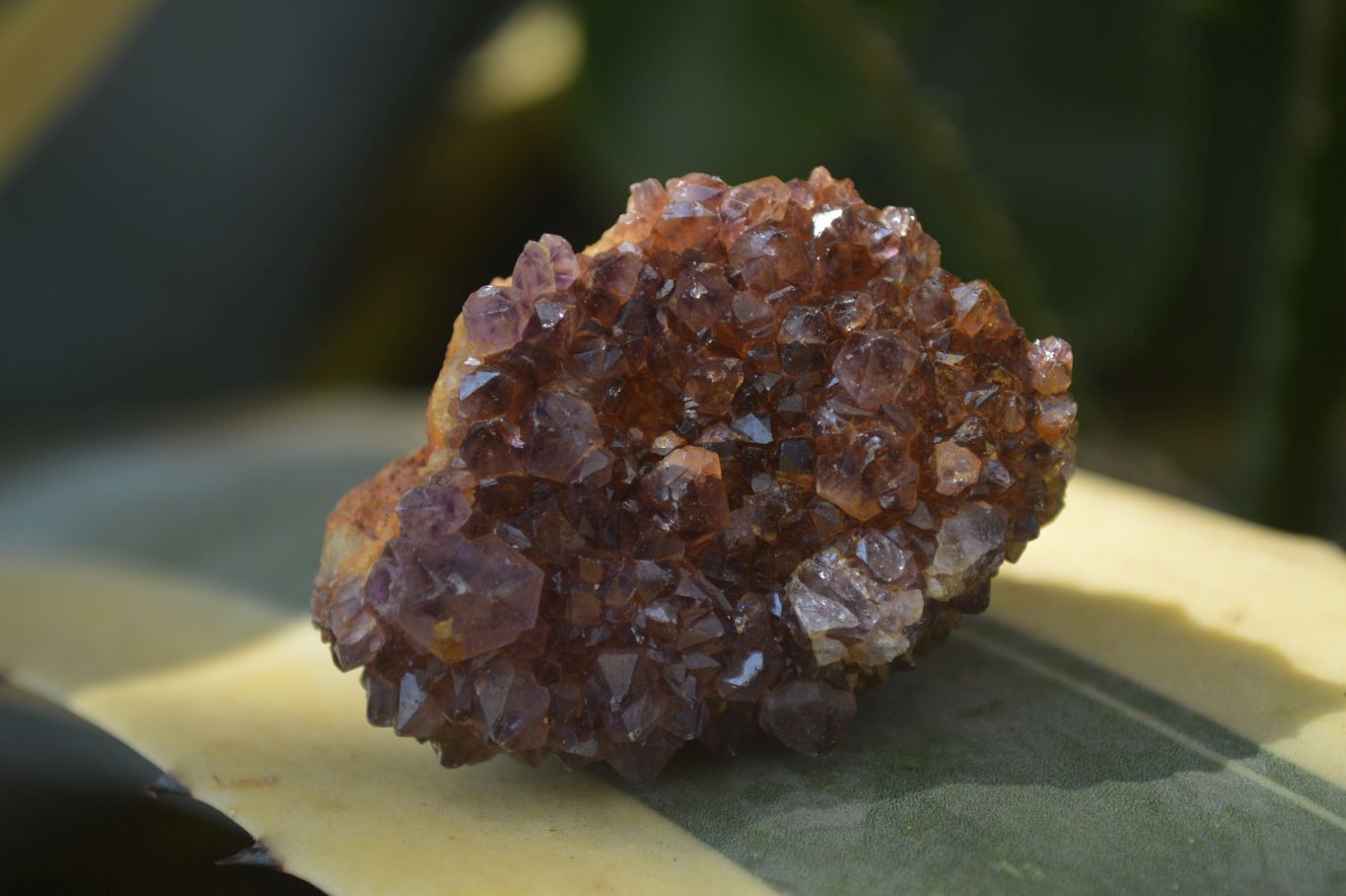Natural Small Dark "Amethystos" Amethyst Clusters  x 35 From Kwaggafontein, South Africa - Toprock Gemstones and Minerals 