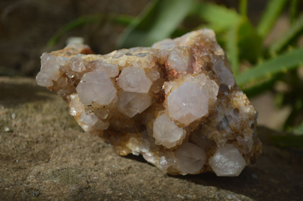 Natural Spirit Quartz Clusters x 9 From Boekenhouthoek, South Africa - Toprock Gemstones and Minerals 