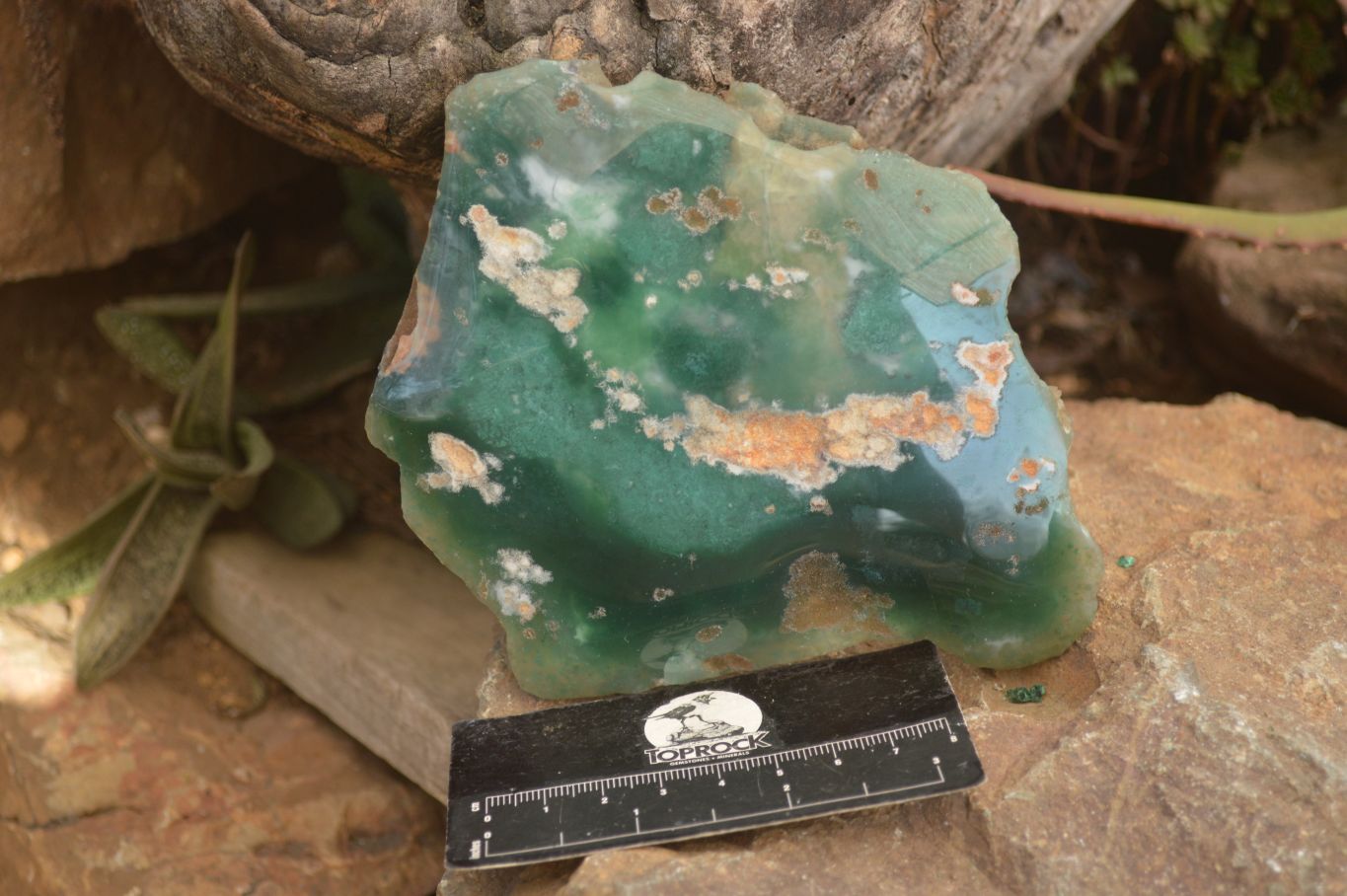 Polished On One Side Emerald Mtorolite Plates x 3 From Mutorashanga, Zimbabwe - Toprock Gemstones and Minerals 