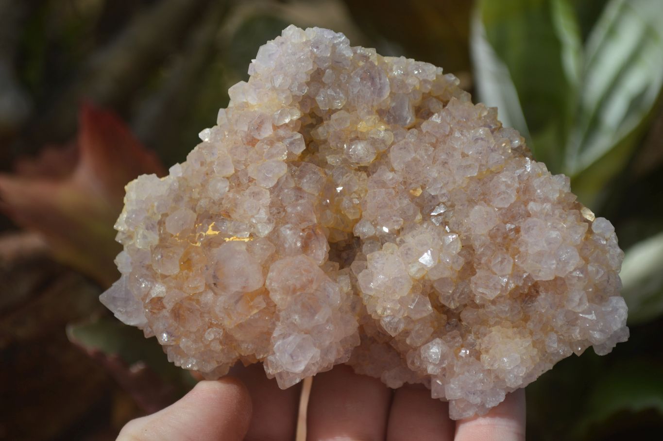 Natural Spirit Quartz Clusters x 9 From Boekenhouthoek, South Africa - Toprock Gemstones and Minerals 