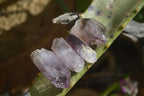Natural Single Smokey Amethyst Crystals  x 35 From Chiredzi, Zimbabwe - Toprock Gemstones and Minerals 