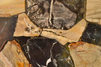 Polished Unusual Black & White Petrified Wood Table Top x 1 From Madagascar