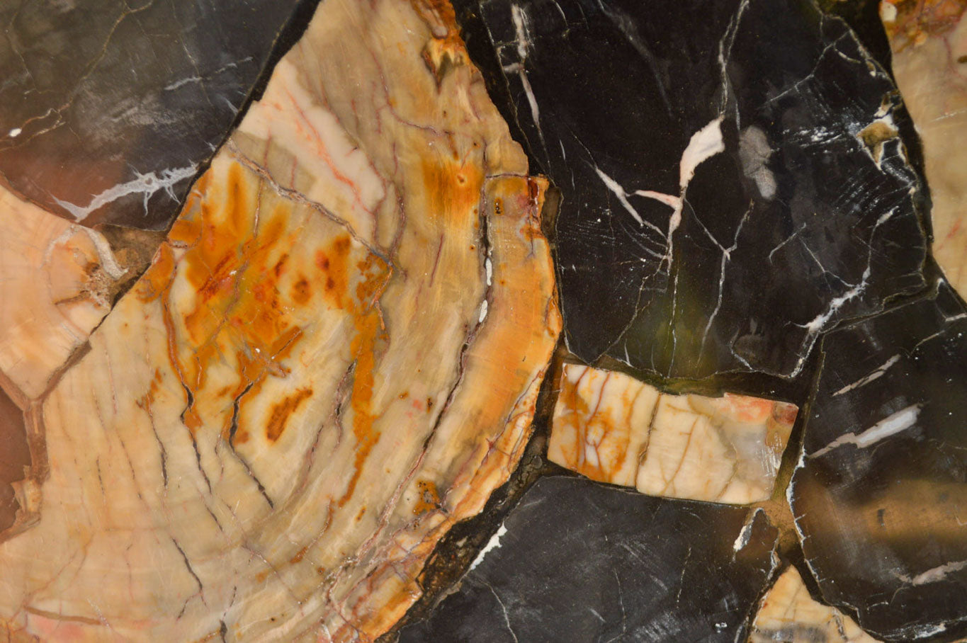 Polished Unusual Black & White Petrified Wood Table Top x 1 From Madagascar - Toprock Gemstones and Minerals 