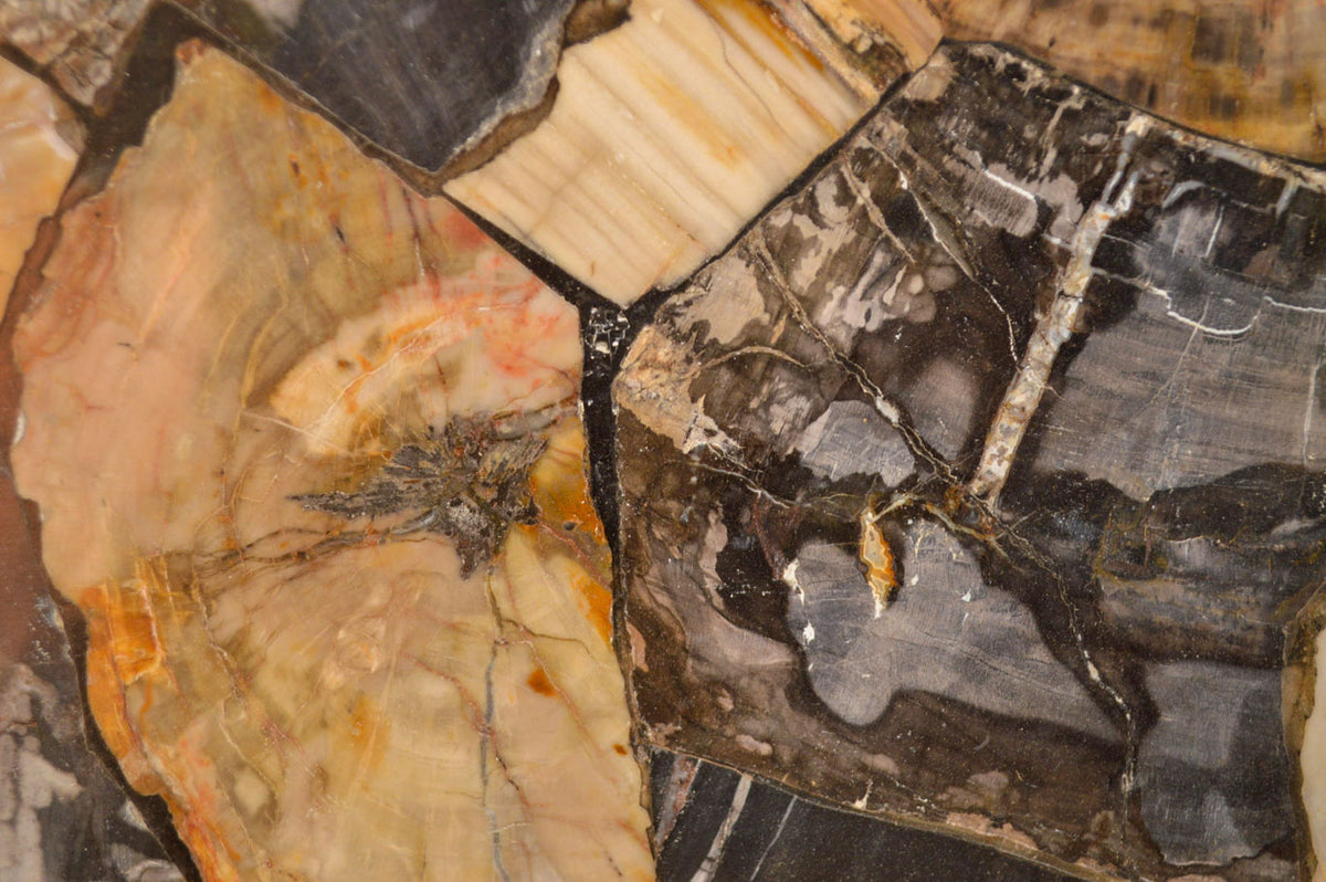 Polished Unusual Black & White Petrified Wood Table Top x 1 From Madagascar - Toprock Gemstones and Minerals 