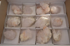 Natural White Cactus Flower Spirit Quartz Specimens x 12 From Boekenhouthoek, South Africa - Toprock Gemstones and Minerals 