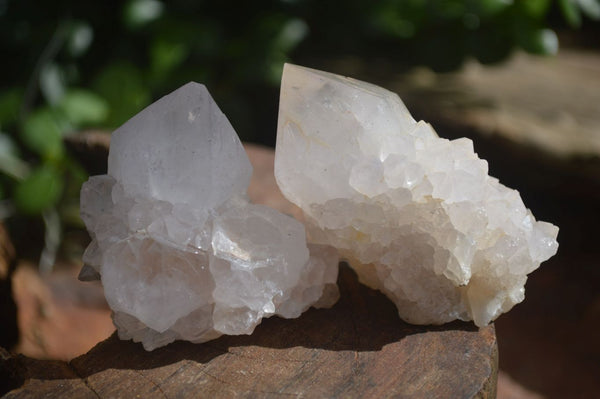 Natural White Spirit Cactus Quartz Clusters  x 12 From Boekenhouthoek, South Africa - Toprock Gemstones and Minerals 