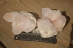 Natural White Cactus Flower Spirit Quartz Specimens x 12 From Boekenhouthoek, South Africa - Toprock Gemstones and Minerals 