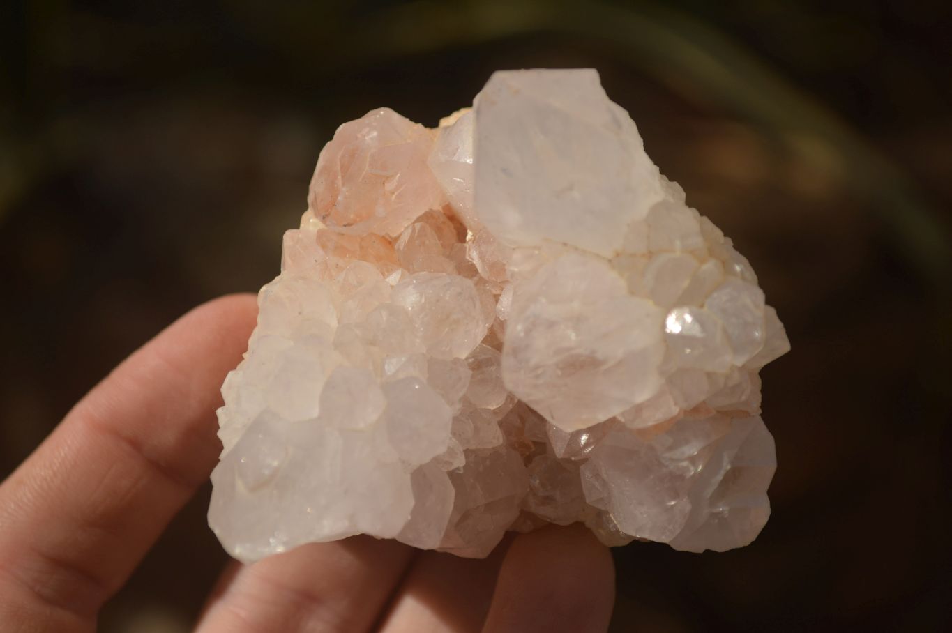 Natural White Cactus Flower Spirit Quartz Specimens x 12 From Boekenhouthoek, South Africa - Toprock Gemstones and Minerals 