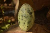 Polished  Leopard Stone Standing Free Forms  x 6 From Inyanga, Zimbabwe - Toprock Gemstones and Minerals 