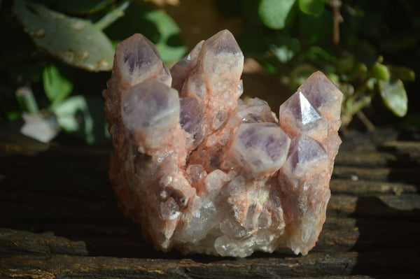Natural Sugar Amethyst Clusters  x 4 From Zambia