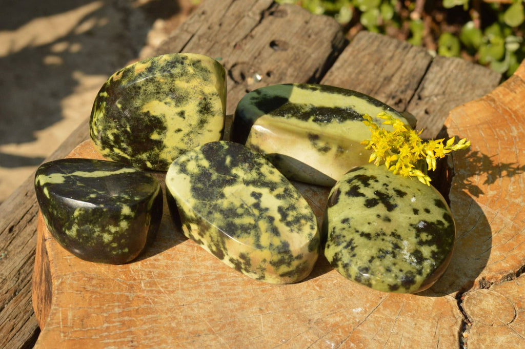 Polished Gorgeous Leopard Stone Free Forms  x 5 From Zimbabwe - TopRock