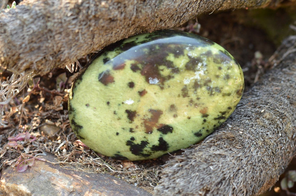 Polished Gorgeous Leopard Stone Free Forms  x 5 From Zimbabwe - TopRock