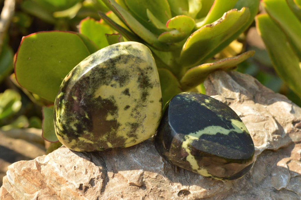 Polished Gorgeous Leopard Stone Free Forms  x 5 From Zimbabwe - TopRock