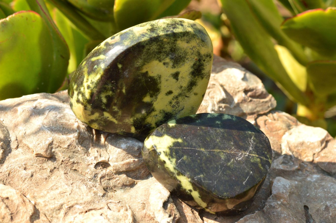 Polished Gorgeous Leopard Stone Free Forms  x 5 From Zimbabwe - TopRock