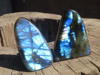 Polished Labradorite Standing Free Forms  x 6 From Tulear, Madagascar - Toprock Gemstones and Minerals 