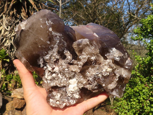 Natural Extra Large Smokey Quartz Cluster  x 1 From Mulanje, Malawi - Toprock Gemstones and Minerals 