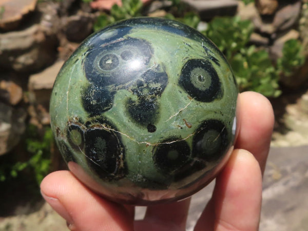 Polished Stromatolite / Kambamba Jasper Spheres With Wooden Stands x 8 From Mahajanga, Madagascar - TopRock