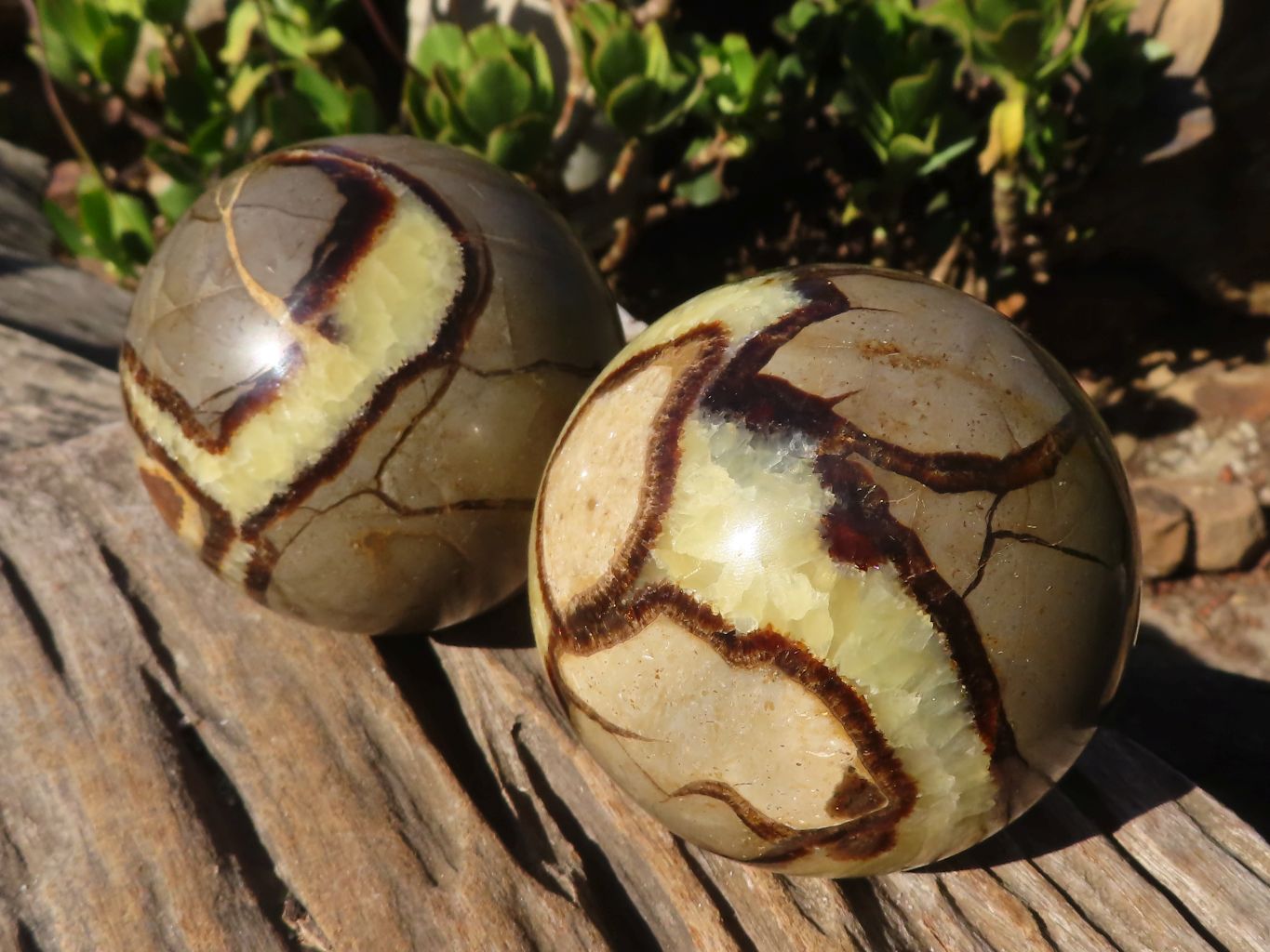 Polished Septaria Spheres x 2 From Madagascar - Toprock Gemstones and Minerals 