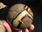 Polished Septaria Spheres x 2 From Madagascar - Toprock Gemstones and Minerals 