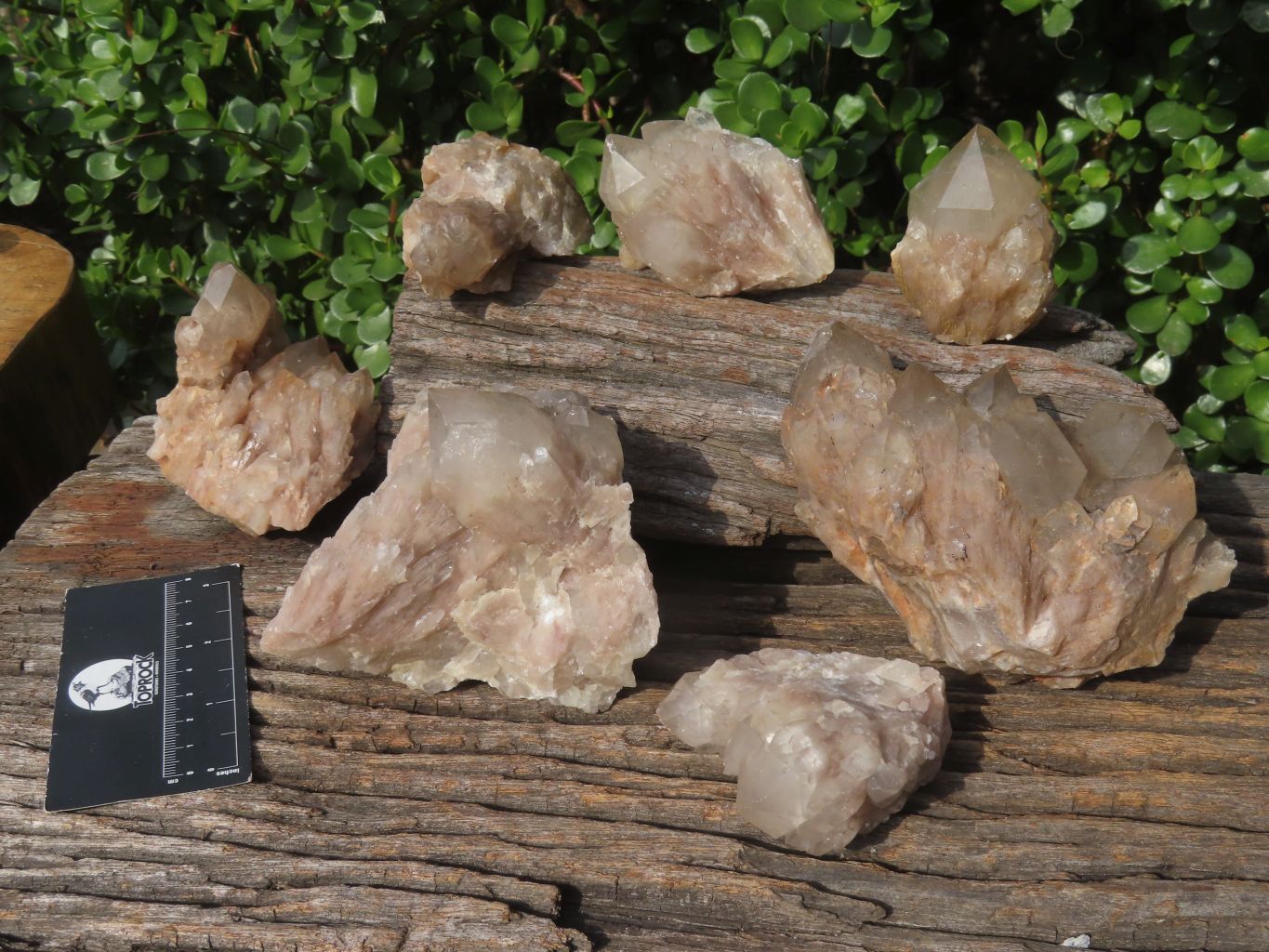 Natural Smokey Phantom Quartz Clusters & Crystals  x 7 From Luena, Congo - TopRock