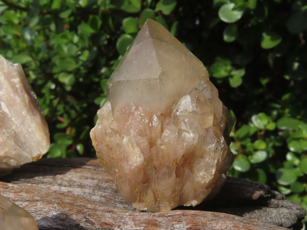 Natural Smokey Phantom Quartz Clusters & Crystals  x 7 From Luena, Congo - TopRock