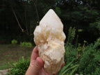 Natural Classic Large Pineapple Ananas Quartz Selected Crystals x 3 From Antsirabe, Madagascar - TopRock