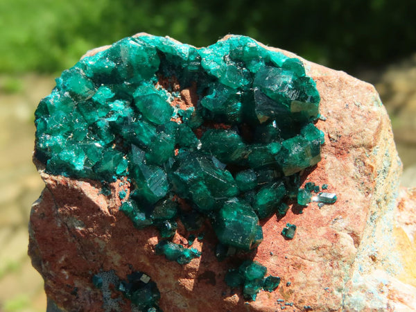 Natural Classic Large Dioptase & Shattuckite Specimen With Large Emerald Green Shiny Crystals, Copper Dolomite Matrix x 1 From Tantara, Congo - TopRock