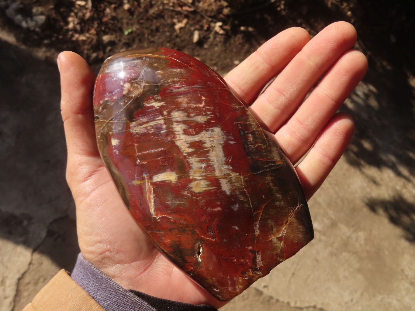 Polished Red Podocarpus Petrified Wood Standing Free Forms x 2 From Mahajanga, Madagascar - Toprock Gemstones and Minerals 