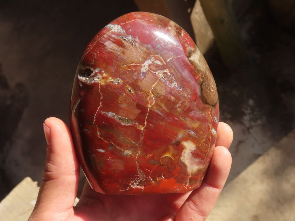 Polished Red Podocarpus Petrified Wood Standing Free Forms x 2 From Mahajanga, Madagascar - Toprock Gemstones and Minerals 