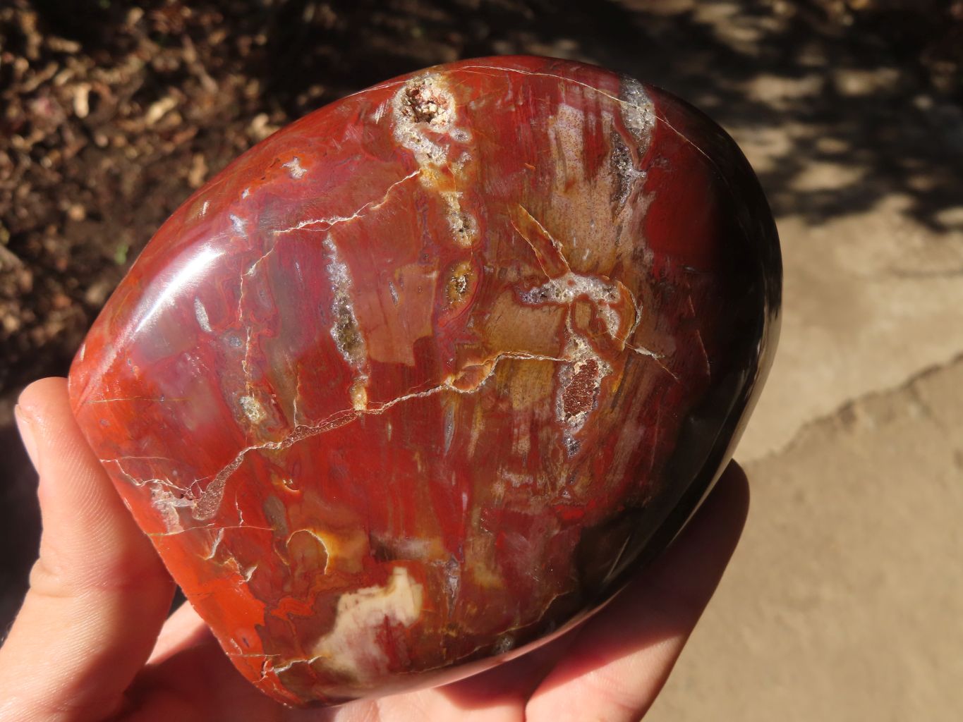 Polished Red Podocarpus Petrified Wood Standing Free Forms x 2 From Mahajanga, Madagascar - Toprock Gemstones and Minerals 