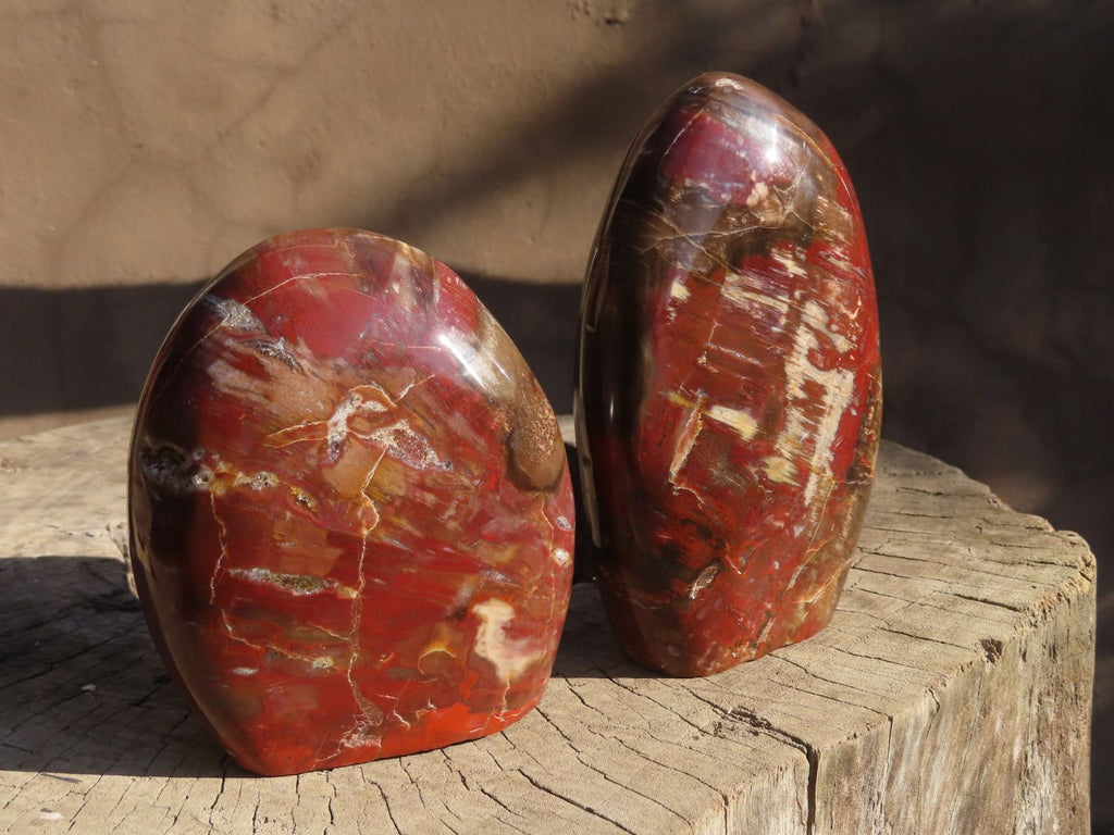 Polished Red Podocarpus Petrified Wood Standing Free Forms x 2 From Mahajanga, Madagascar - Toprock Gemstones and Minerals 