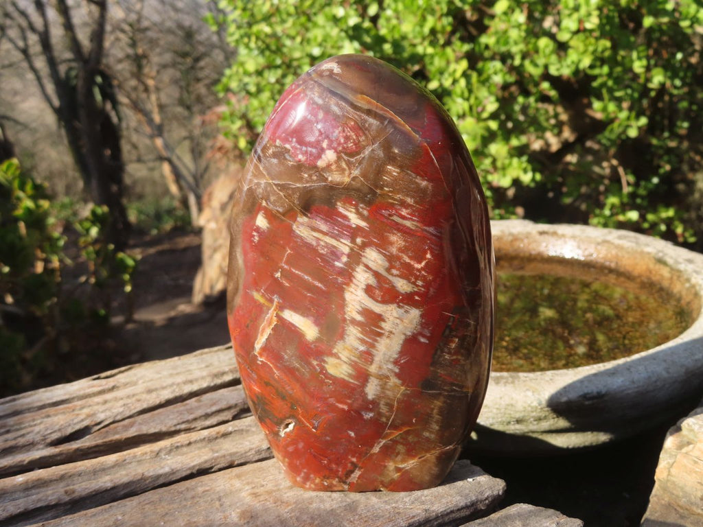 Polished Red Podocarpus Petrified Wood Standing Free Forms x 2 From Mahajanga, Madagascar - Toprock Gemstones and Minerals 
