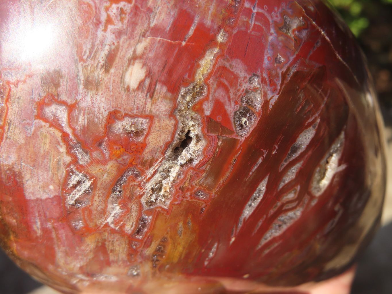 Polished Red Podocarpus Petrified Wood Standing Free Forms x 2 From Mahajanga, Madagascar - Toprock Gemstones and Minerals 