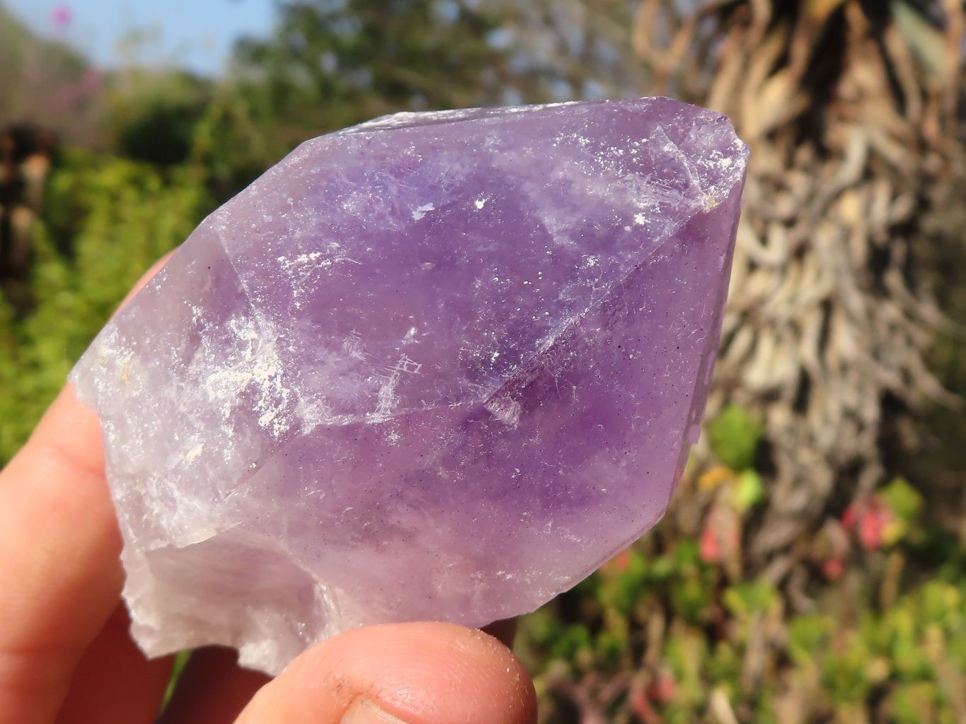 Natural Single Jacaranda Amethyst Crystals x 12 From Zambia - Toprock Gemstones and Minerals 