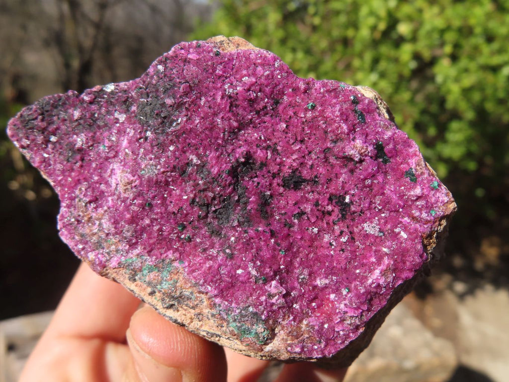 Natural Pink Salrose Cobaltion Dolomite Specimens  x 6 From Kakanda, Congo - Toprock Gemstones and Minerals 