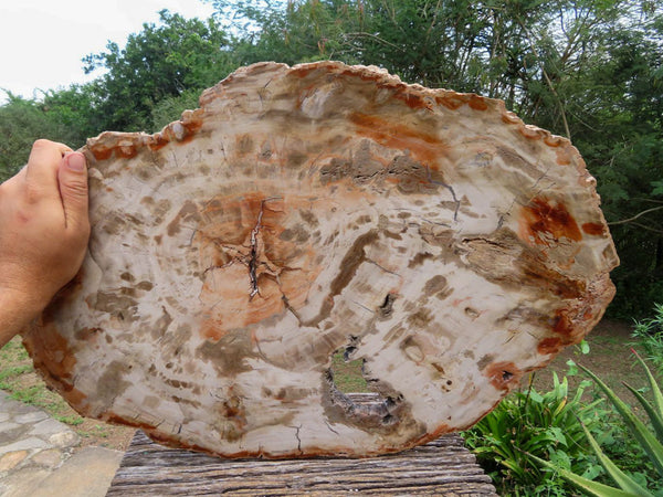 Polished XXL Petrified Wood Slice x 1 From Madagascar - TopRock