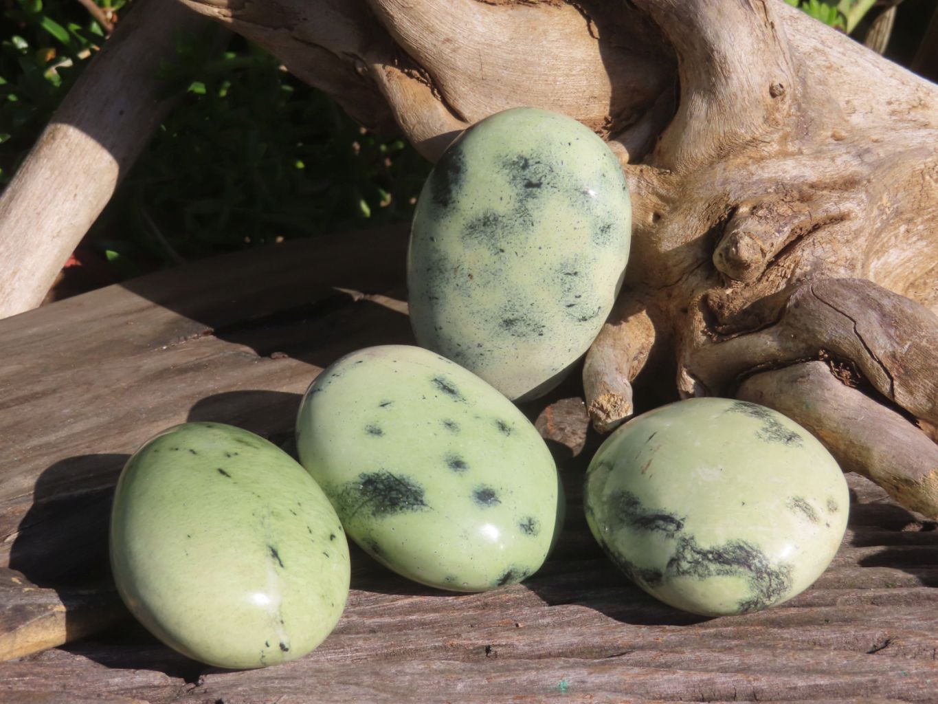 Polished Large Leopard Stone (Serpentine) Gallets x 12 From Zimbabwe - TopRock