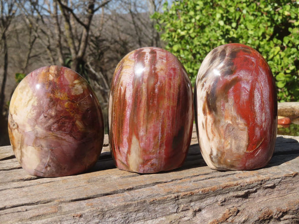 Polished Red Podocarpus Petrified Wood Standing Free Forms x 3 From Mahajanga, Madagascar - Toprock Gemstones and Minerals 
