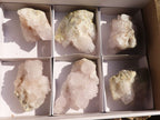 Natural White Cactus Flower Spirit Quartz Specimens  x 6 From Boekenhouthoek, South Africa - Toprock Gemstones and Minerals 