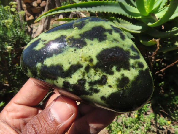 Polished Leopard Stone Free Forms x 6 From Zimbabwe - TopRock