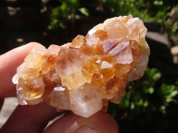 Natural Mixed Selection Of Small Spirit Quartz Clusters   x 35 From Boekenhouthoek, South Africa - TopRock