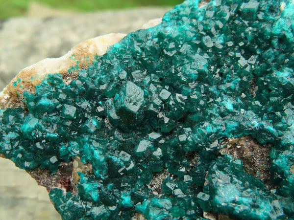 Natural Extra Extra Large Emerald Dioptase Classic Crystalline Specimen On Dolomite Matrix x 1 From Tantara, Congo - TopRock